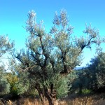 Greek tree