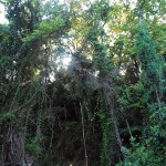 Greek woods